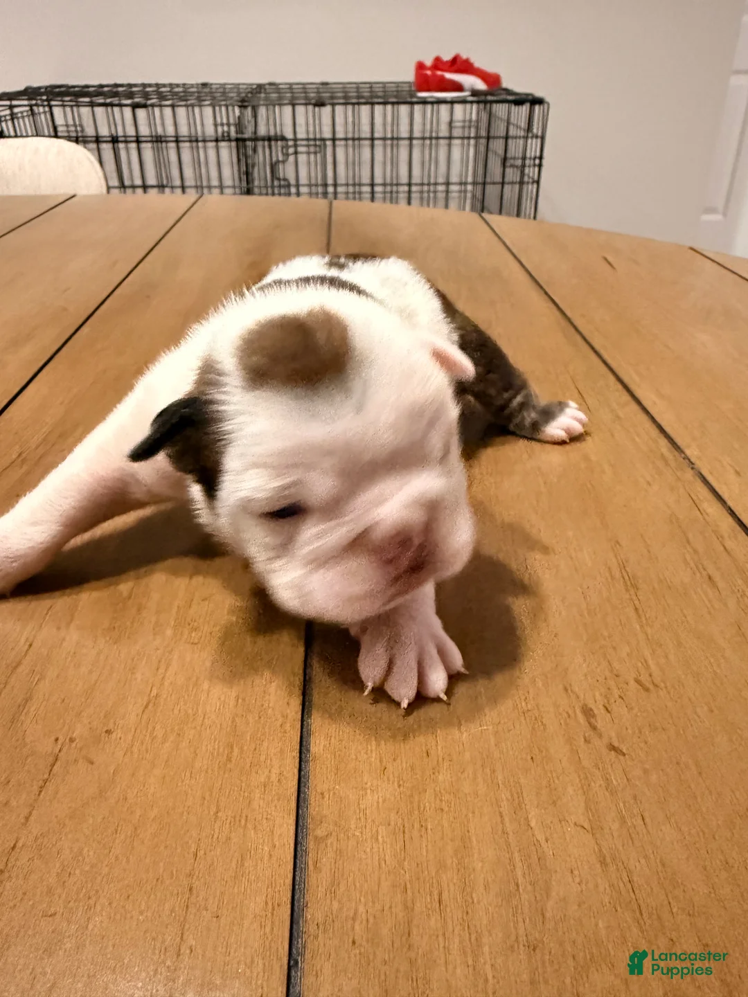 English Bulldog dogs for sale: Charlotte - Ad 1
