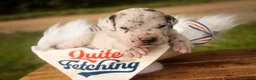 Great Dane dogs for sale: Benson Great Dane  - Ad 9