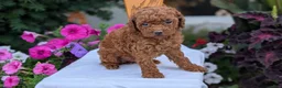 Toy Poodle dogs for sale: Zena - Ad 7