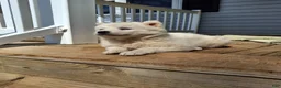 Pomsky dogs for sale: Darci - Ad 11