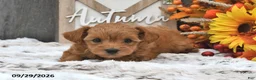 Shihpoo dogs for sale: Max - Ad 3