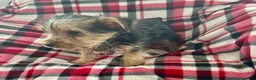Yorkshire Terrier dogs for sale: Little Debbie - Ad 4