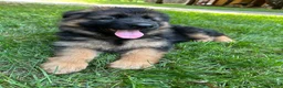 German Shepherd dogs for sale: Milan - Ad 3