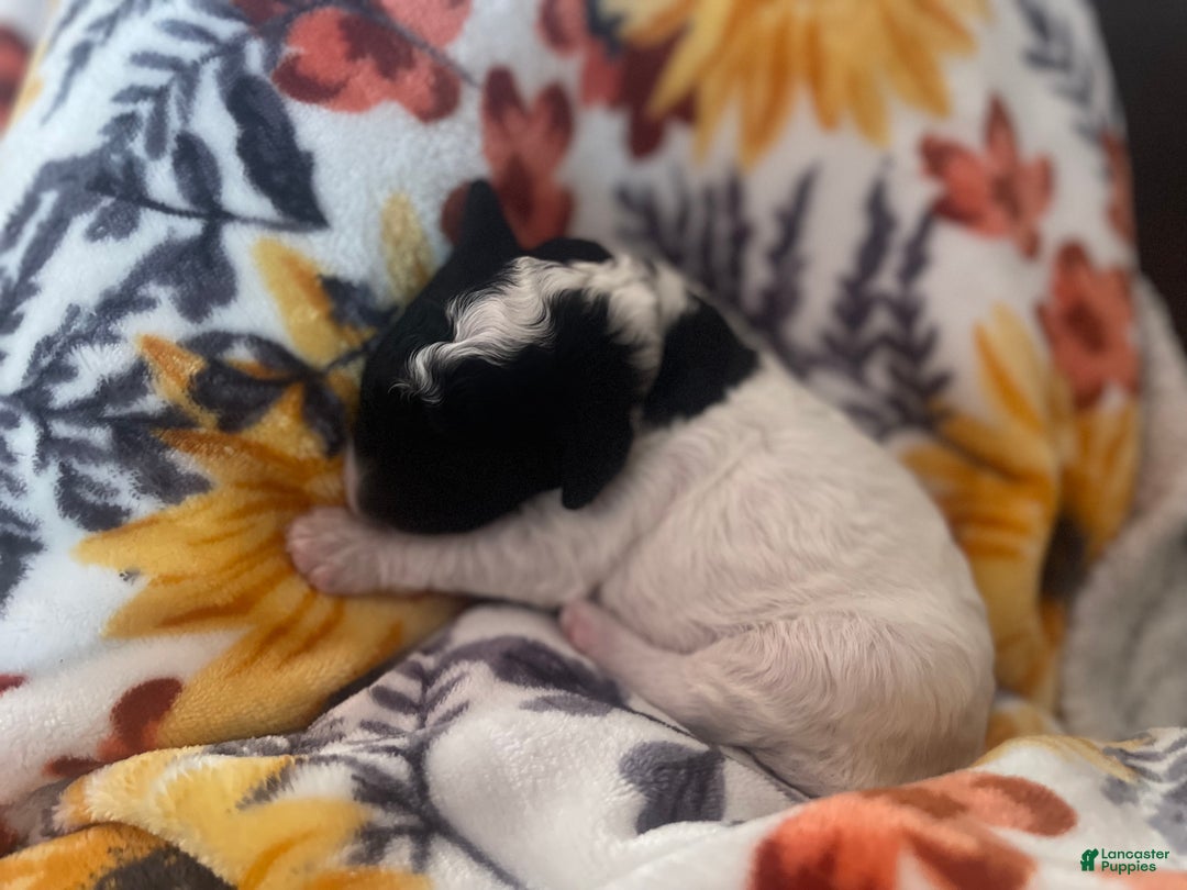 Mini Sheepadoodle dogs for sale: Black-Onyx - Ad 14