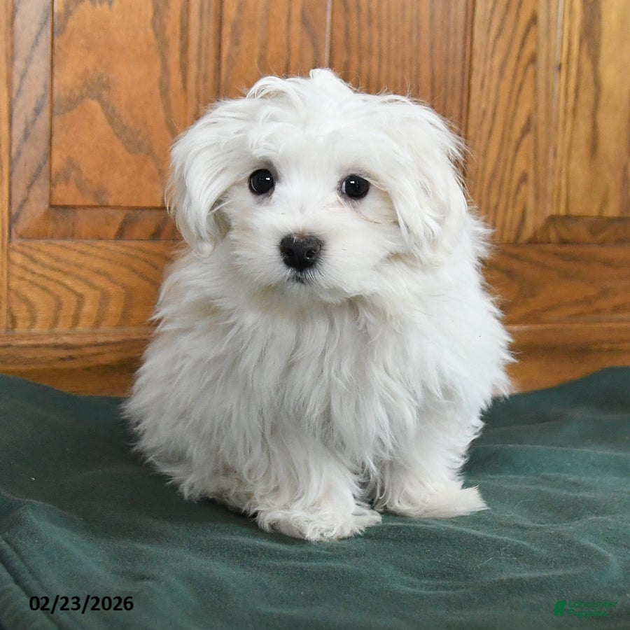 Maltese dogs Buddy - Ad 1