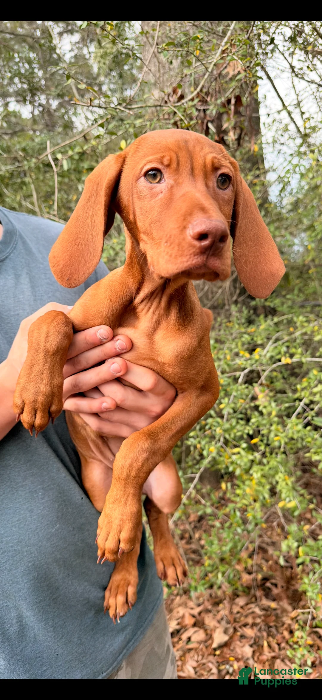 Vizsla dogs for sale: Purple Female  - Ad 1