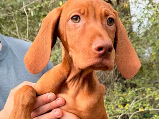 Vizsla dogs for sale: Purple Female - Ad 2