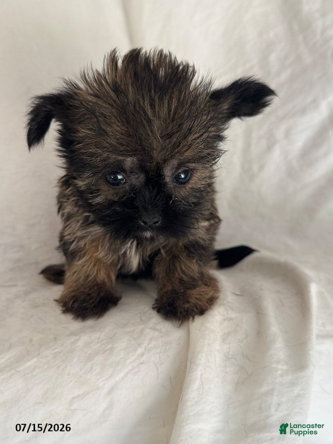 Shorkie dogs Ellie - Ad 1