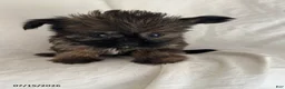 Shorkie dogs for sale: Ellie - Ad 1