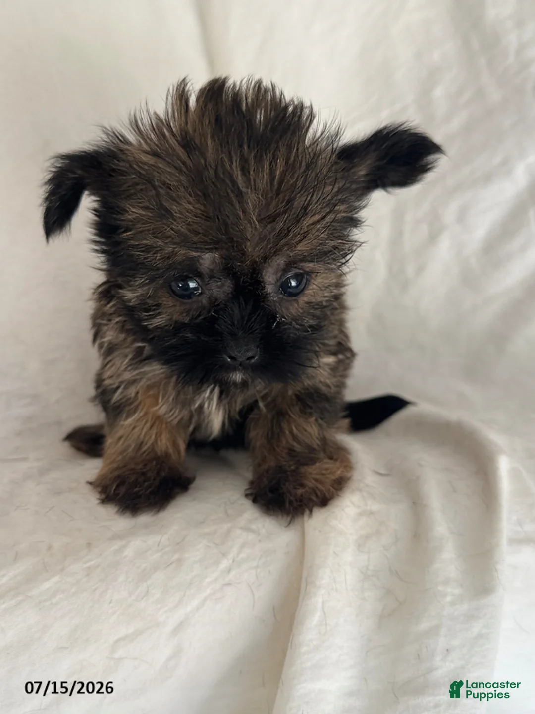 Shorkie dogs for sale: Ellie - Ad 1