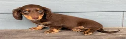 Dachshund dogs for sale: Culver - Ad 3