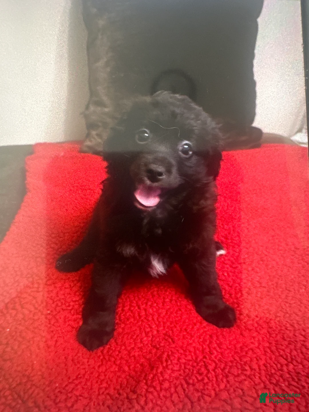 Mixed Breed dogs for sale: Mixed Breed 2 - Ad 1