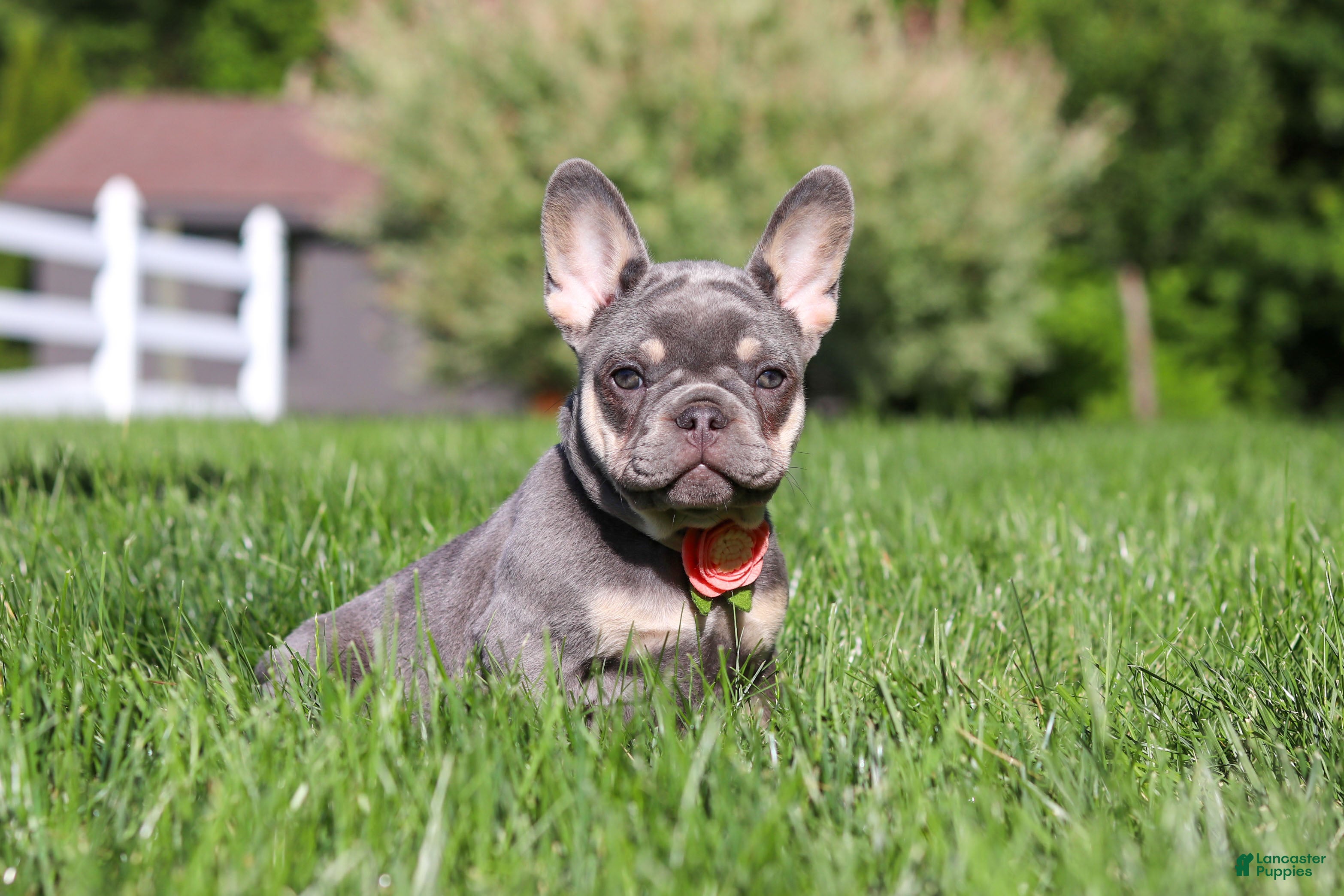 French Bulldog dogs for sale: Bailey - Ad 6