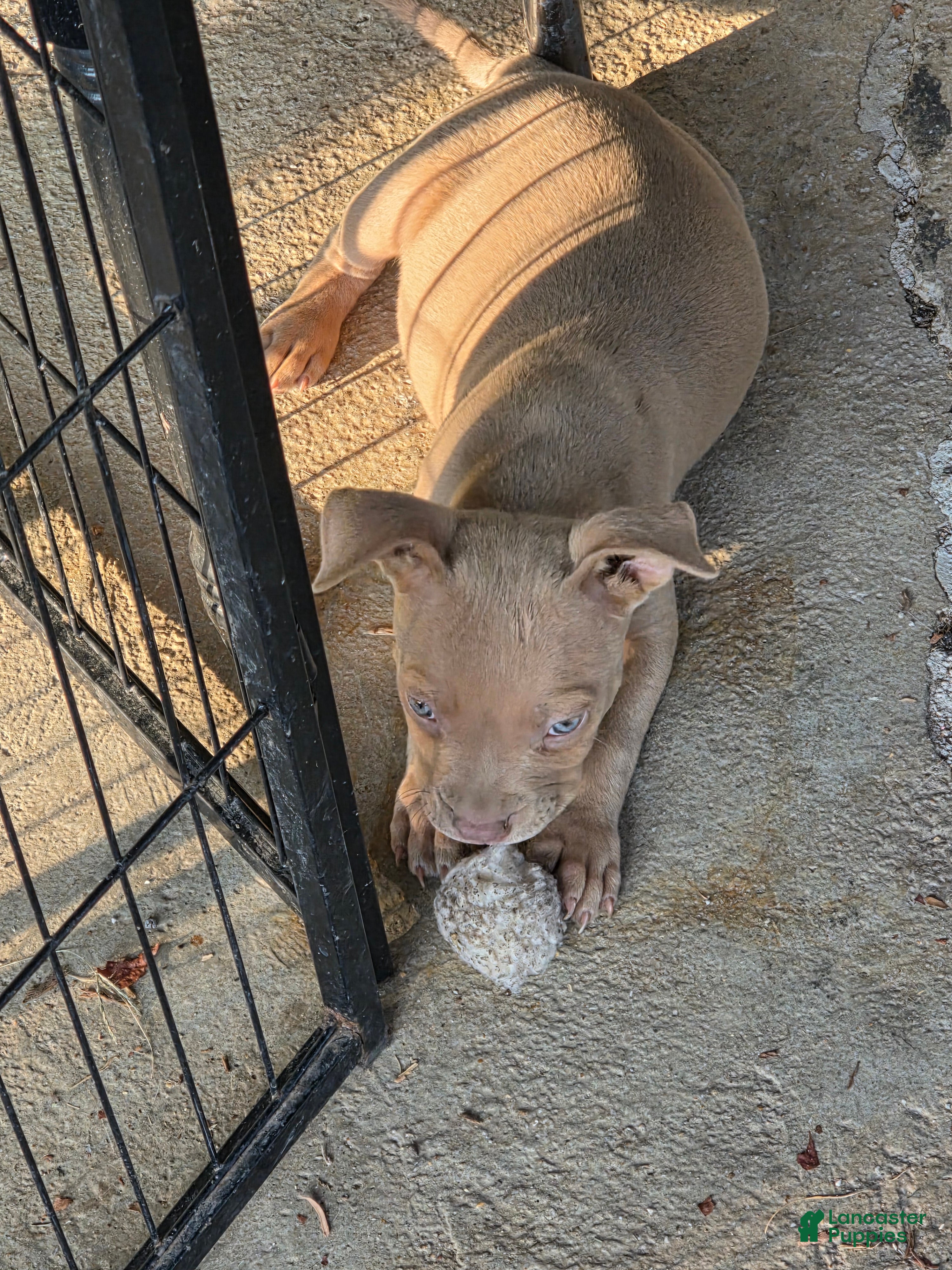 American Bully dogs American Bully 7 - Ad 7
