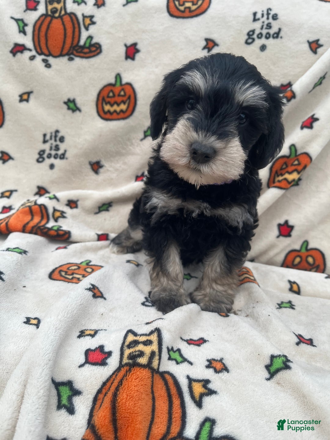 Miniature Schnauzer dogs for sale: Abby - Ad 6