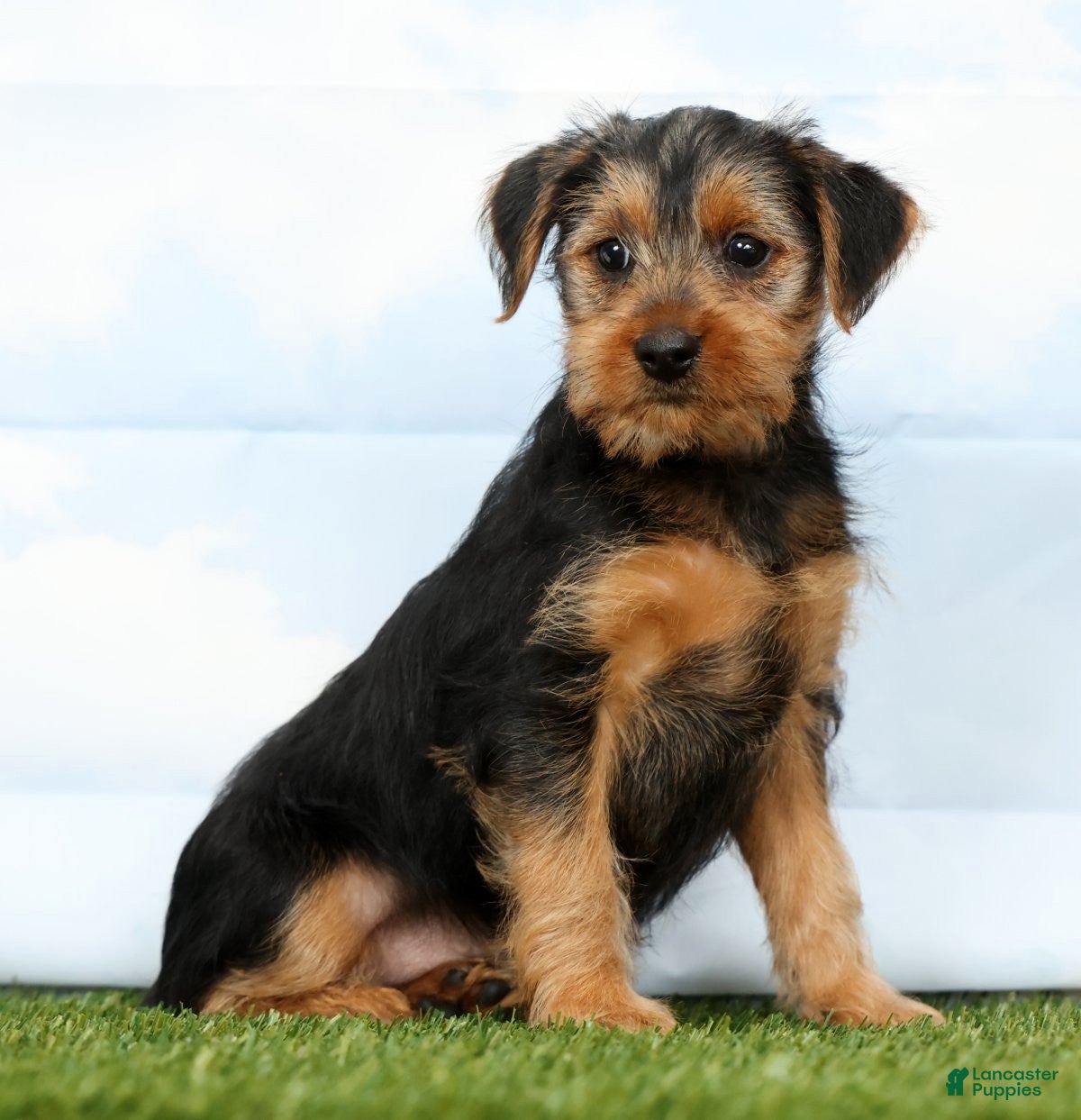 Yorkshire Terrier dogs Flash - Ad 1