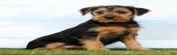 Yorkshire Terrier dogs for sale: Flash - Ad 1