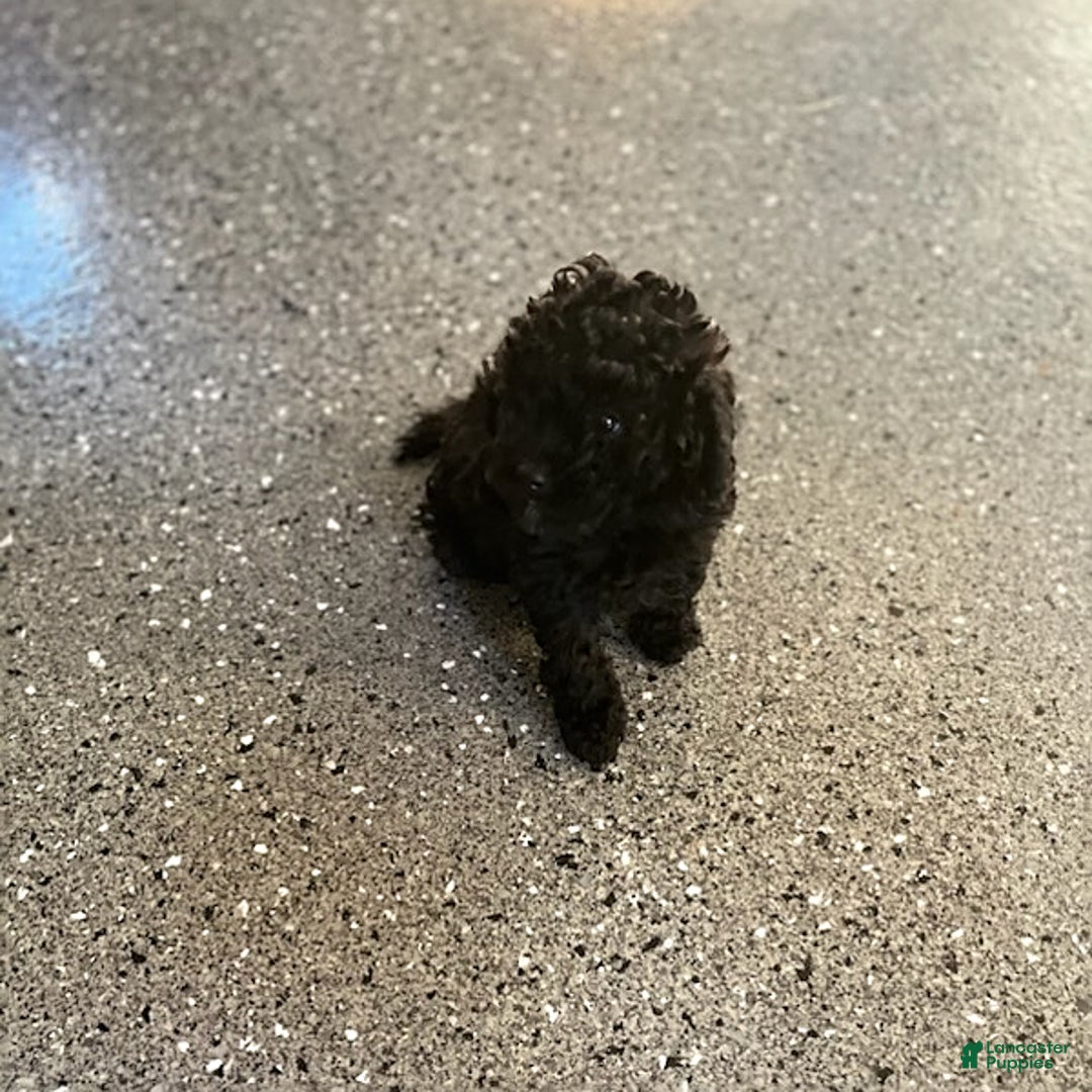 Shihpoo dogs for sale: Star - Ad 1