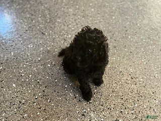 Shihpoo dogs Star - Ad 27