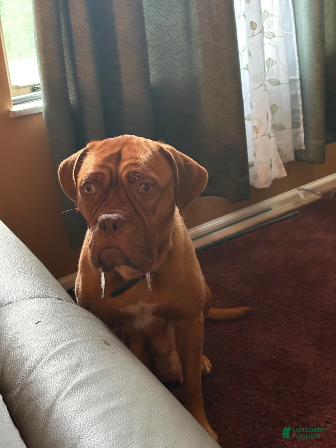 Mixed Breed dogs for sale: Mixed Breed 2 - Ad 2