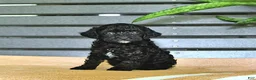 Miniature Poodle dogs for sale: Cynthia - Ad 1