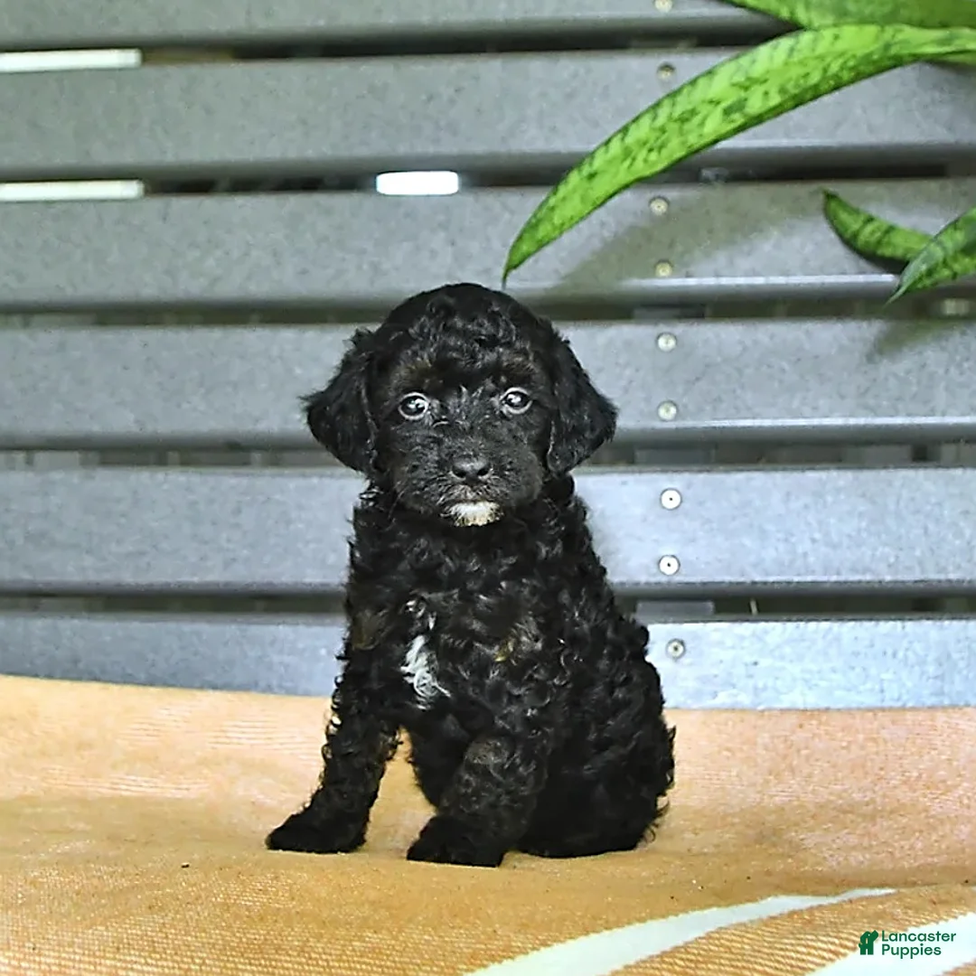 Miniature Poodle dogs for sale: Cynthia - Ad 1