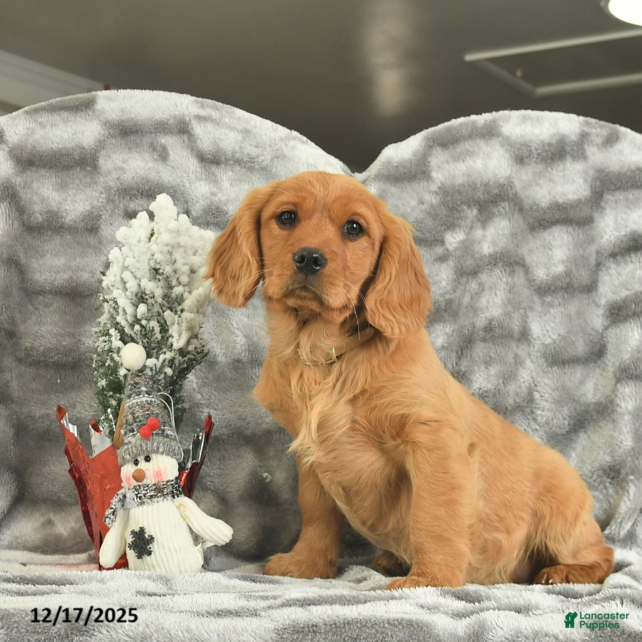 Miniature Golden Retriever dogs Belle  - Ad 14