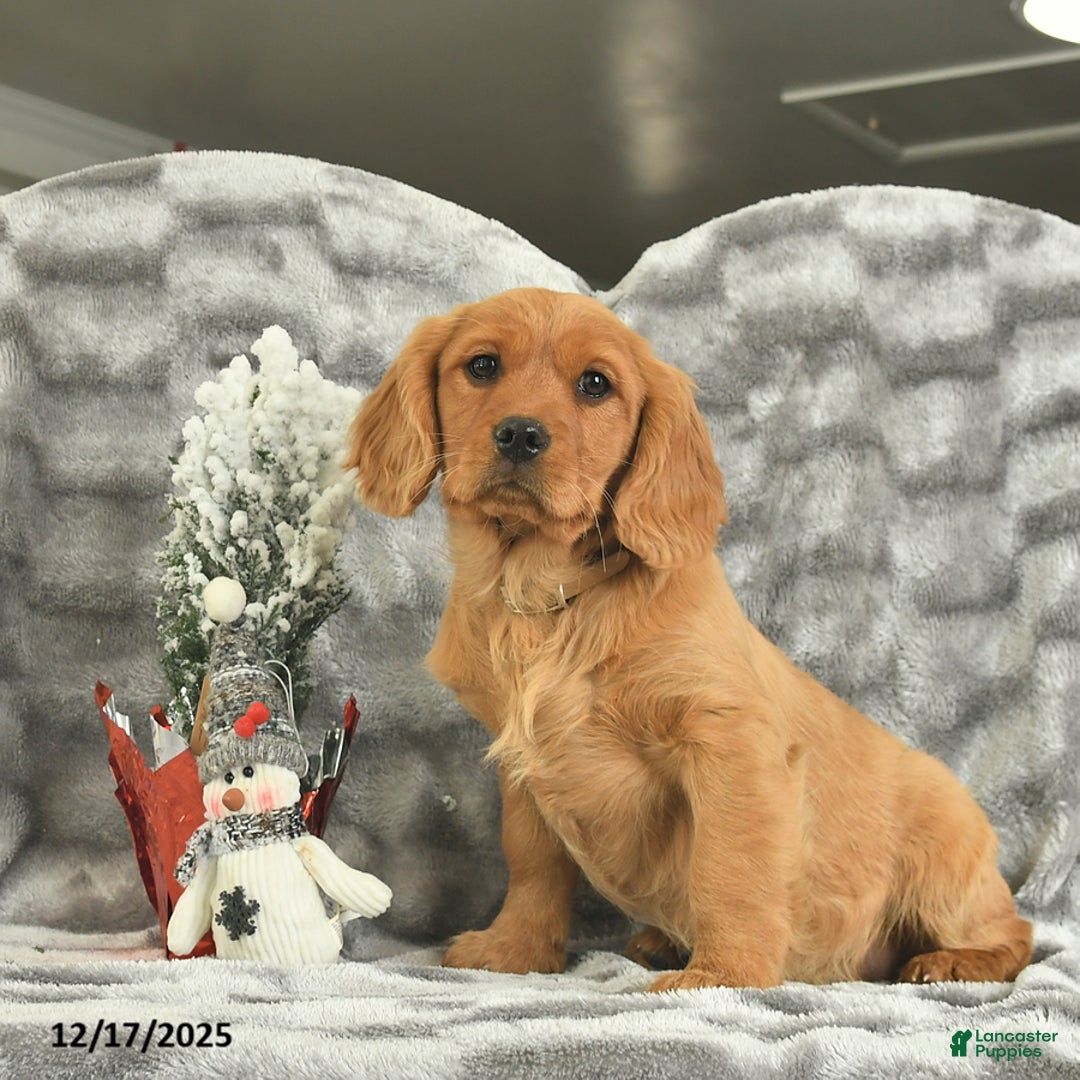 Miniature Golden Retriever dogs for sale: Belle  - Ad 1