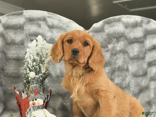 Miniature Golden Retriever dogs Belle - Ad 11