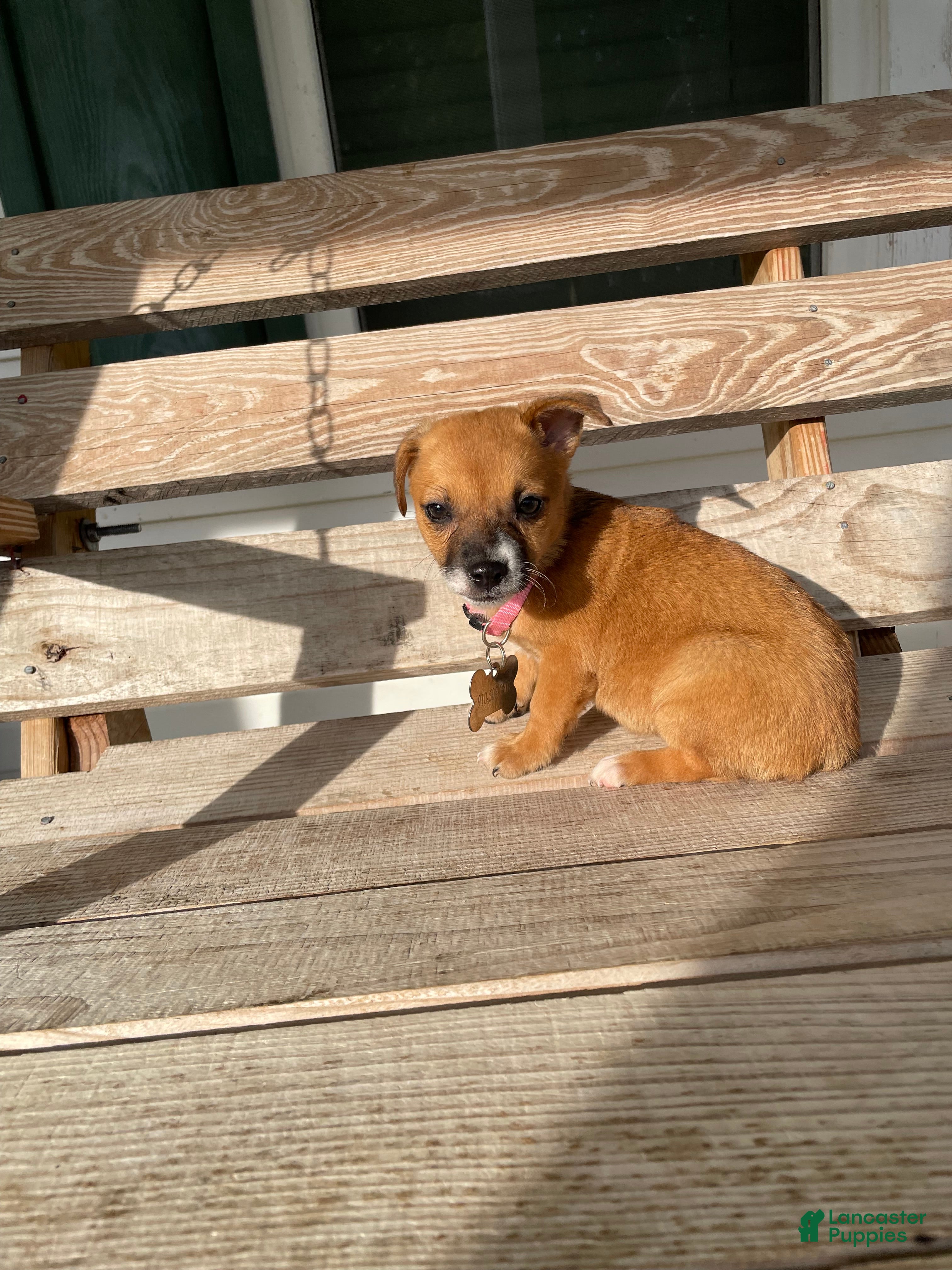 Chihuahua dogs for sale: Prissy - Ad 1