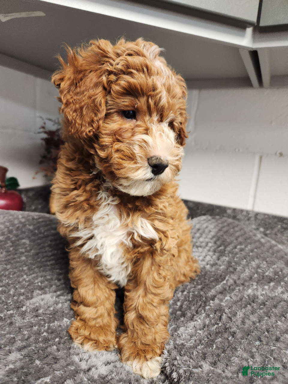 Mini Goldendoodle dogs Bandit - Ad 2