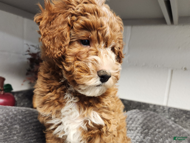 Mini Goldendoodle dogs for sale: Bandit - Ad 2