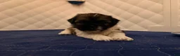 Shih Tzu dogs for sale: Shih Tzu 2 - Ad 3
