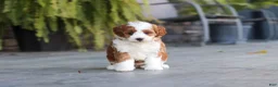 Cavapoo dogs for sale: Pumpkin - Ad 13