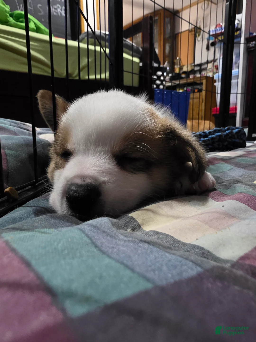 Welsh Corgi Pembroke dogs for sale: Welsh Corgi Pembroke 3 - Ad 1