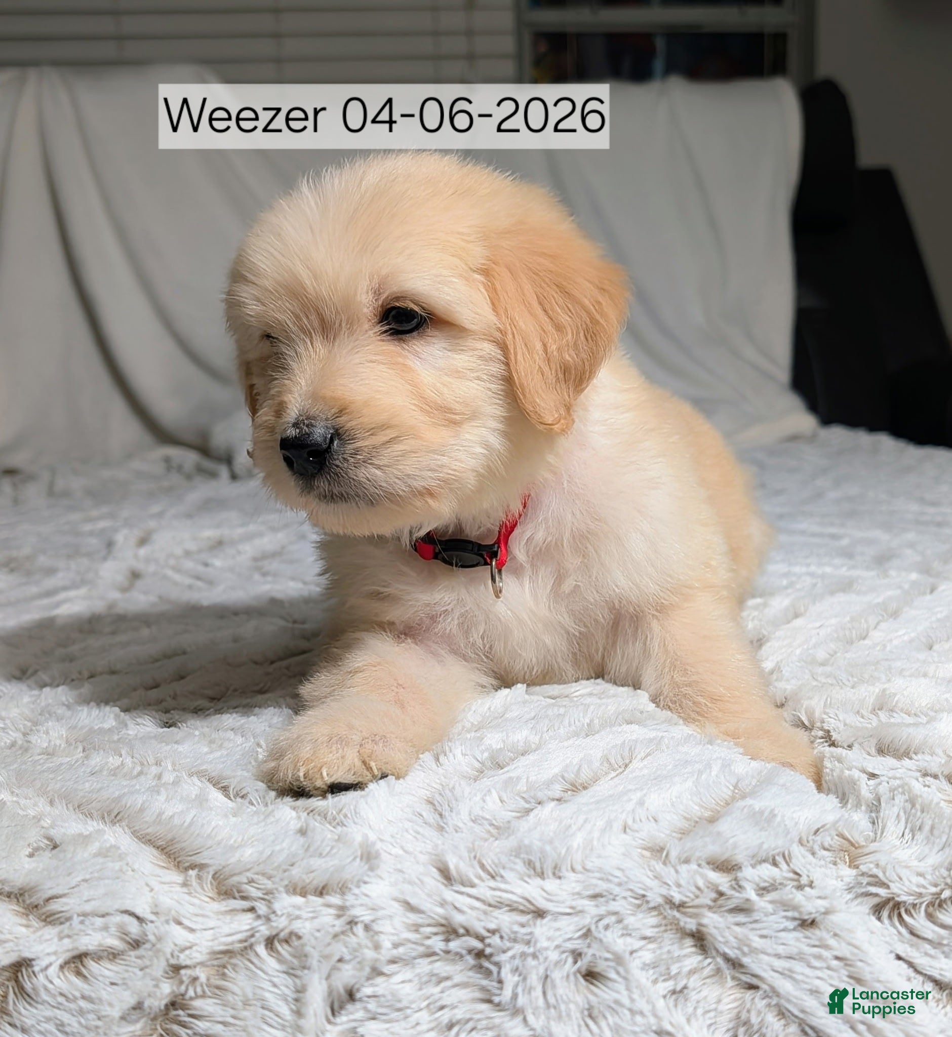 Mixed Breed dogs Weezer - Ad 30