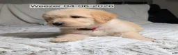 Mixed Breed dogs for sale: Weezer - Ad 1