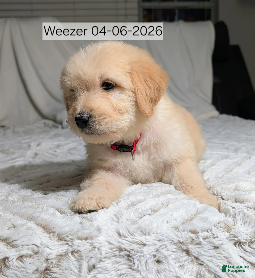 Mixed Breed dogs for sale: Weezer - Ad 1
