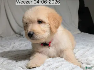 Mixed Breed dogs Weezer - Ad 30