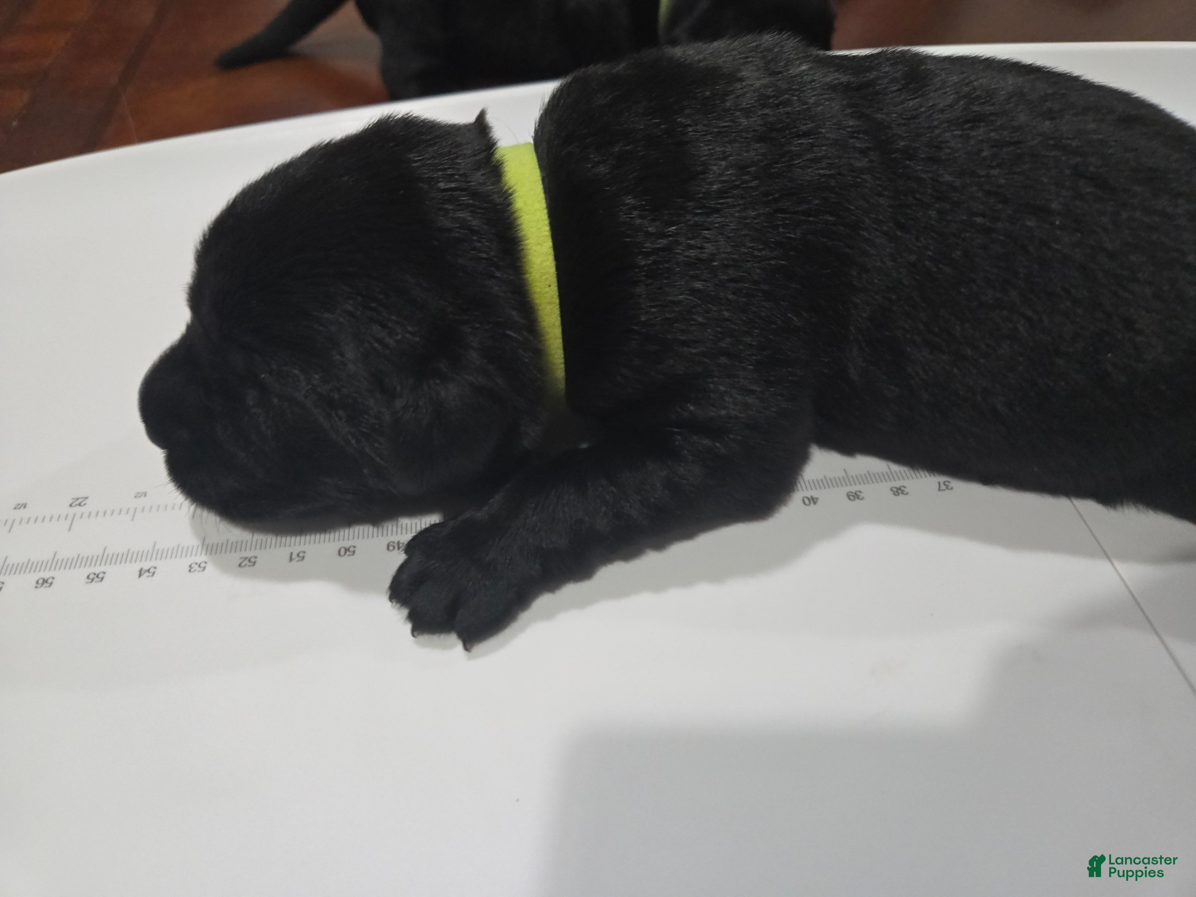 Goldador dogs Light green collar female - Ad 14