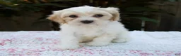 Cavapoo dogs for sale: Fiona - Ad 1