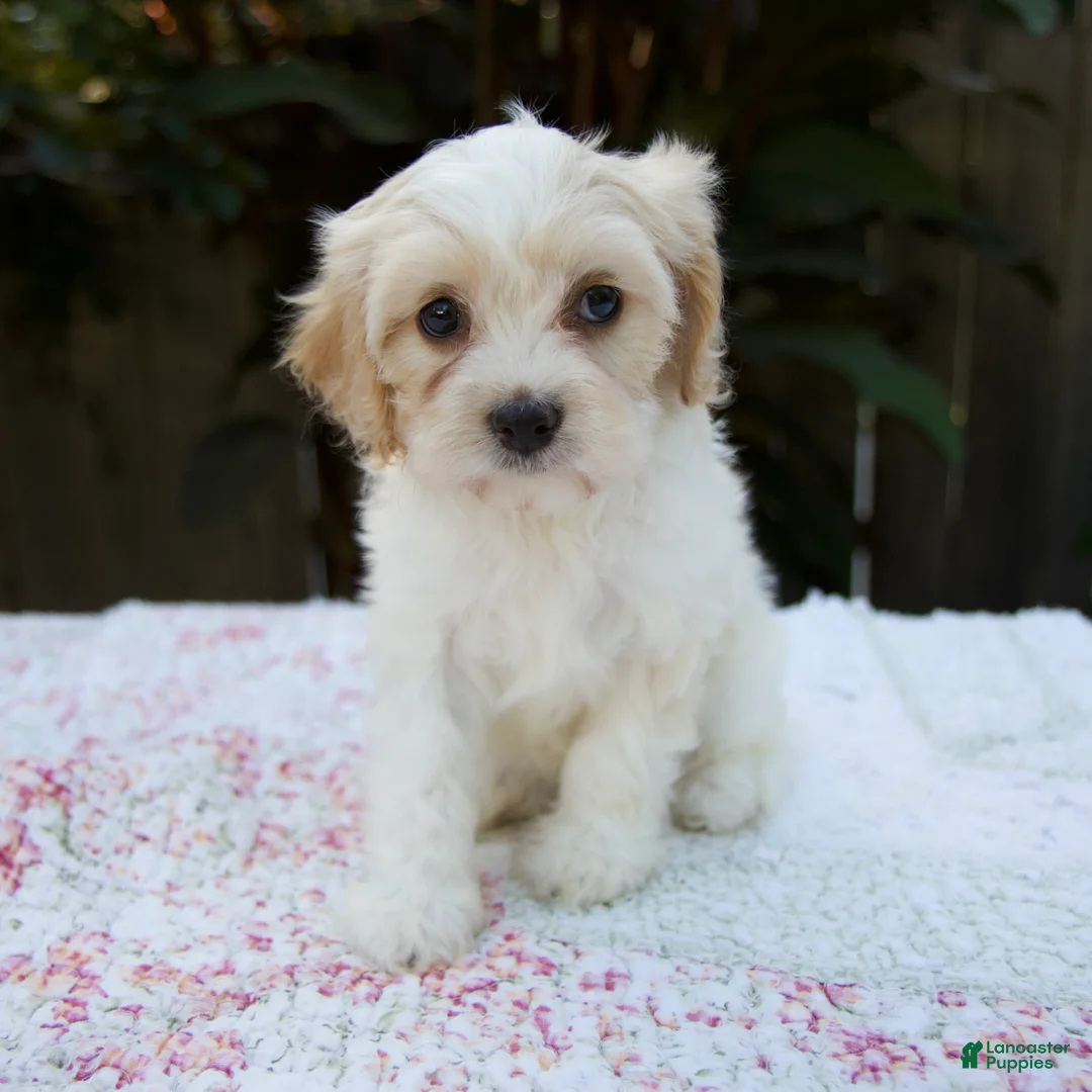 Cavapoo dogs for sale: Fiona - Ad 1