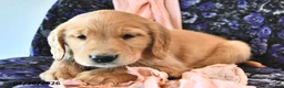 Golden Retriever dogs for sale: Toffee  - Ad 2