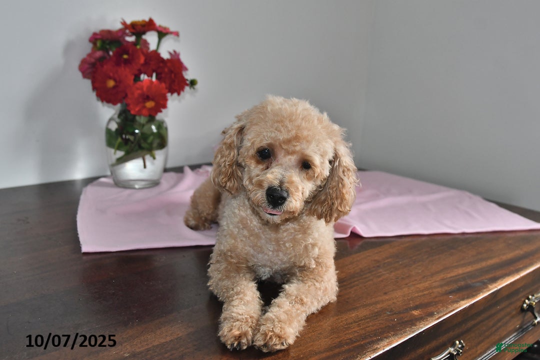 Toy Poodle Puppies for sale under $300 Lancaster Puppies
