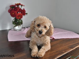 Maltipoo dogs - Ad 32