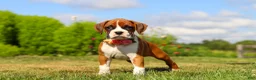 Boxer dogs for sale: Sandy - Ad 7