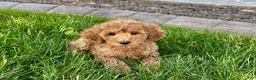 Cockapoo dogs for stud: Cockapoo 4 puppies - Ad 22