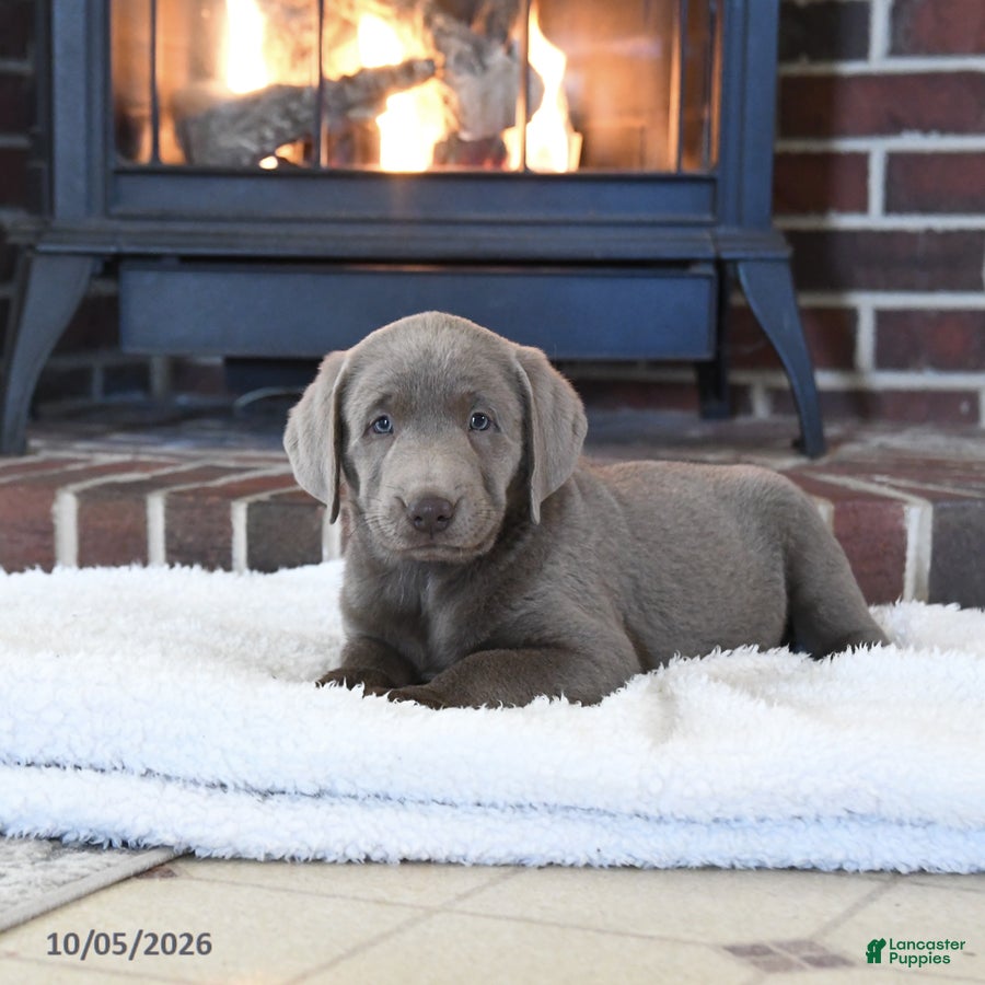 Labrador Retriever dogs Sterling - Ad 2