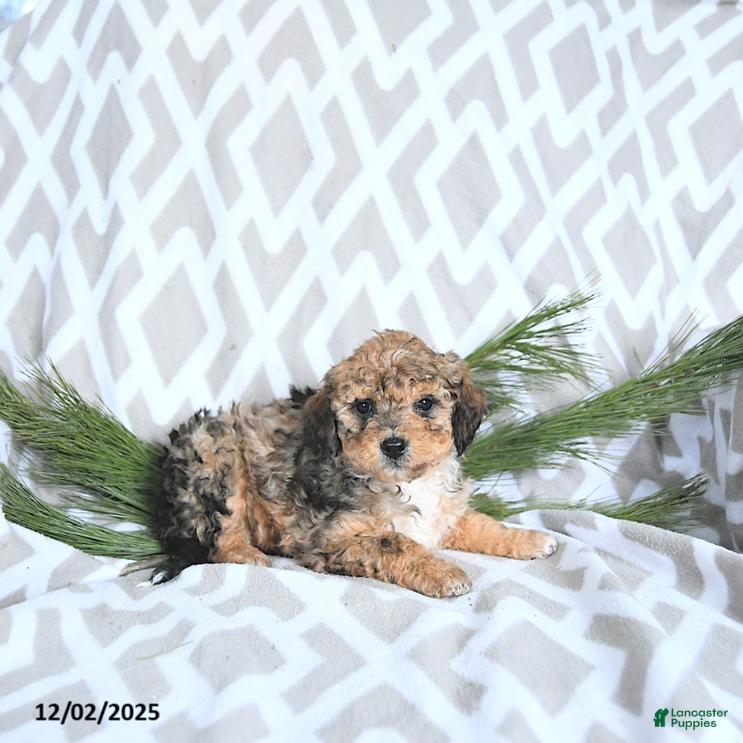 Maltipoo dogs for sale: Noelle - Ad 2