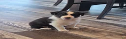 Australian Shepherd dogs for sale: Lady Adele`de - Ad 5